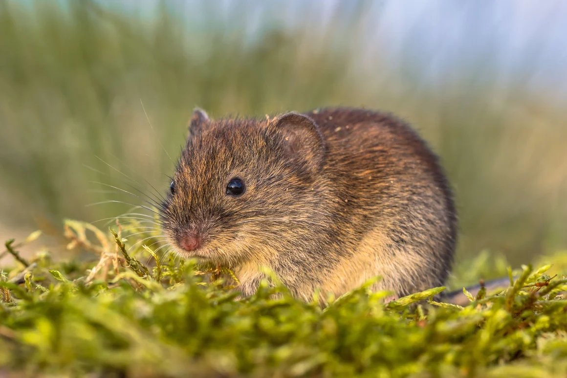 Braune Maus im grünen Moos